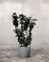 Søjlehyld, Sambucus Nigra 'Black Tower' - 120-140 cm