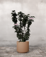 Søjlehyld, Sambucus Nigra 'Black Tower' - 120-140 cm