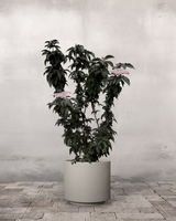 Søjlehyld, Sambucus Nigra 'Black Tower' - 120-140 cm
