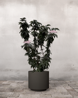 Søjlehyld, Sambucus Nigra 'Black Tower' - 120-140 cm