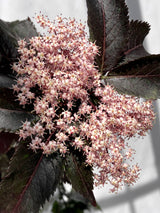 Søjlehyld, Sambucus Nigra 'Black Tower' - 120-140 cm