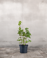 type=Ingen krukke/color=Ingen farve