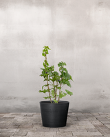 type=Greenify Udendørskrukke/color=Sort