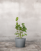 type=Greenify Udendørskrukke/color=Grå