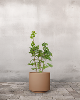 type=Simple krukke/color=Pale Terracotta