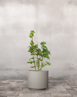 type=Simple krukke/color=Light Sand