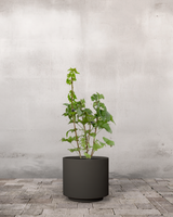 type=Simple krukke/color=Warm Black