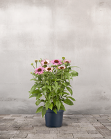 type=Ingen krukke/color=Ingen farve