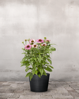 type=Greenify Udendørskrukke/color=Sort