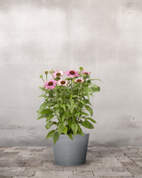 type=Greenify Udendørskrukke/color=Grå