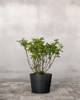 type=Greenify Udendørskrukke/color=Sort