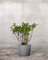 type=Greenify Udendørskrukke/color=Grå