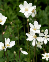 Sommeranemone, Anemone sylvestris - 13 cm potte