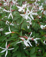 Sommerfugleblomst, Gillenia trifoliata - 13 cm potte