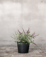 type=Greenify Udendørskrukke/color=Sort