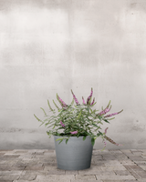 type=Greenify Udendørskrukke/color=Grå