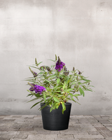 type=Greenify Udendørskrukke/color=Sort