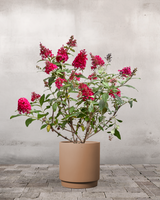 type=Simple krukke/color=Pale Terracotta