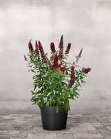 Sommerfuglebusk, Buddleja Davidii 'Royal Red' - 40-60 cm
