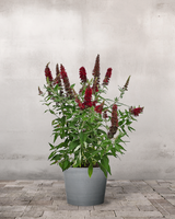 Sommerfuglebusk, Buddleja Davidii 'Royal Red' - 40-60 cm