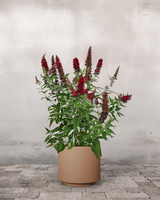 Sommerfuglebusk, Buddleja Davidii 'Royal Red' - 40-60 cm