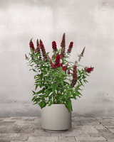 Sommerfuglebusk, Buddleja Davidii 'Royal Red' - 40-60 cm