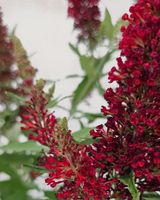 Sommerfuglebusk, Buddleja Davidii 'Royal Red' - 40-60 cm