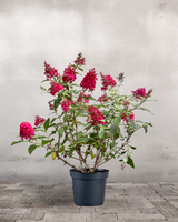 type=Ingen krukke/color=Ingen farve