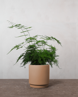 type=Simple krukke/color=Pale Terracotta