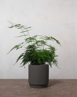 type=Simple krukke/color=Warm Black