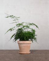 type=Terracotta krukke/color=Terracotta