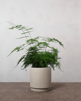 type=Simple krukke/color=Light Sand