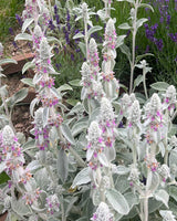 Lammeøre Stachrys byzantina 'silver carpet' Lammeøre - 1L Potte