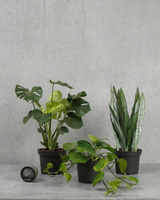 type=Ingen krukke/color=Ingen farve