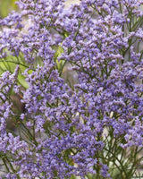 Det Bordeaux/Lilla Staudebed