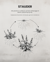 Kærmindesøster (Forglemmigej), Brunnera 'Jack Frost' - 12 cm potte