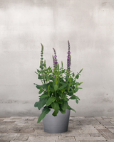 type=Greenify Udendørskrukke/color=grå