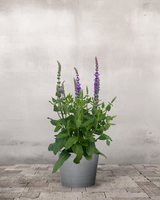 Staudesalvie, Salvia nem. 'Caradonna' - 12 cm potte