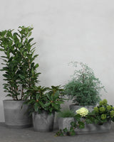 Den Stedsegrønne Altanpakke