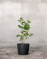 type=Greenify Udendørskrukke/color=Sort