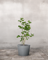 type=Greenify Udendørskrukke/color=Grå