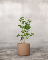 type=Simple krukke/color=Pale Terracotta