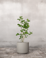 type=Simple krukke/color=Light Sand