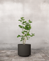 type=Simple krukke/color=Warm Black