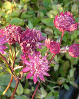 Det Bordeaux/Lilla Staudebed