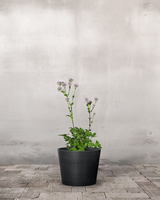 type=Greenify Udendørskrukke/color=Sort