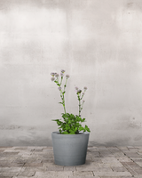 type=Greenify Udendørskrukke/color=Grå