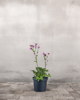 type=Ingen krukke/color=Ingen farve