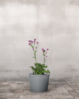 type=Greenify Udendørskrukke/color=Grå