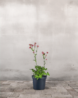 type=Ingen krukke/color=Ingen farve